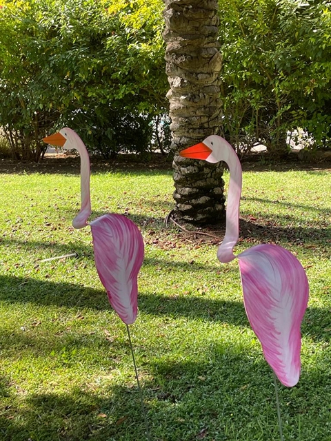 -  סיגל  ורוד -