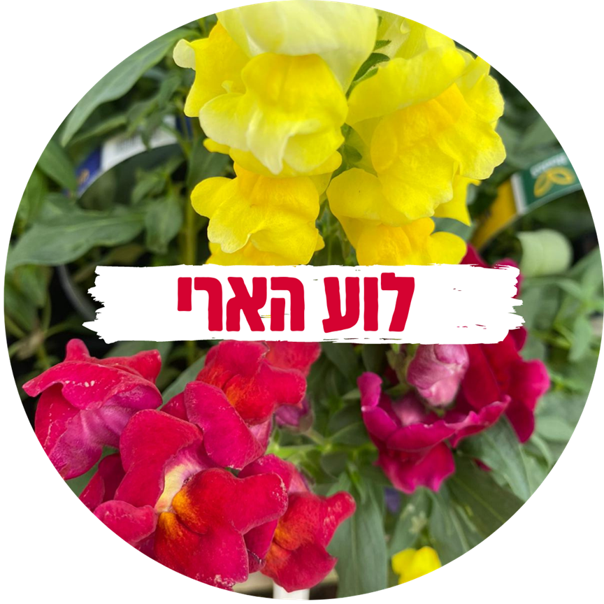 ט