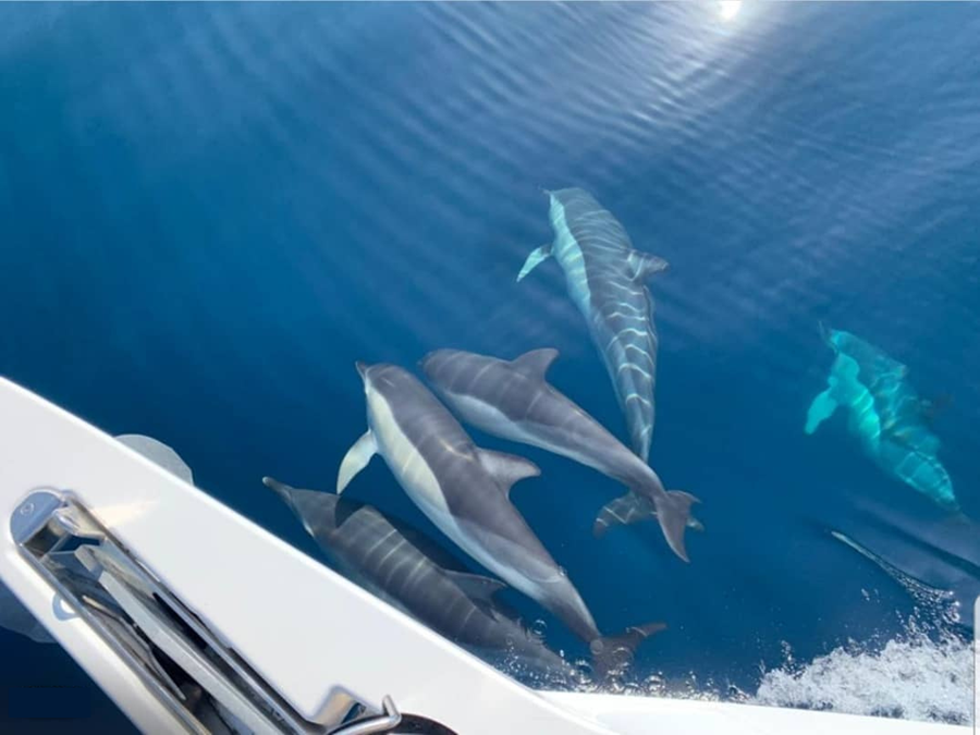 dolphins