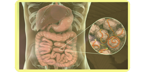 טפילים במעיים