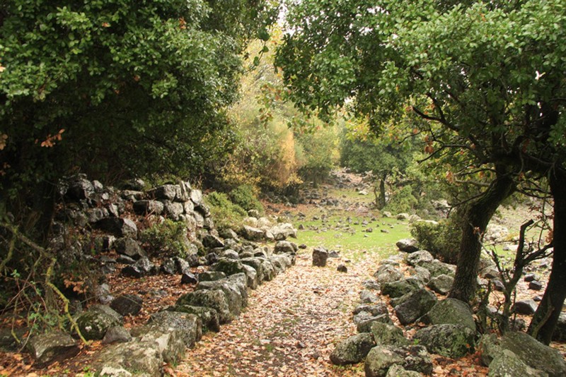 פתיחת הריטריט ביער אודם