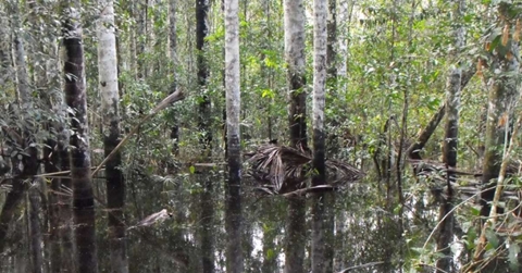 יום 4: בג'ונגל האמזוני – טבע מים וטקס שאמאן מקומי
