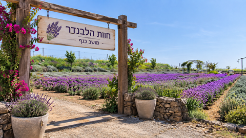 חוות הלבנדר מפרובנס