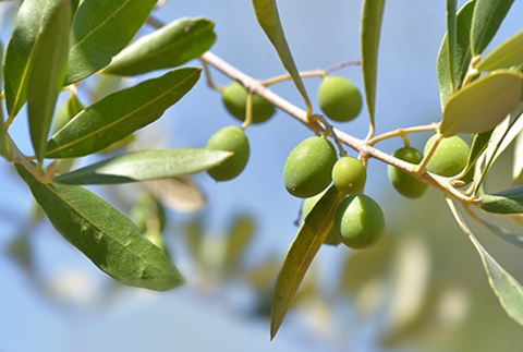 עץ הזית