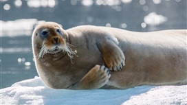 שייט לשפיצברגן ופרנץ יוזף