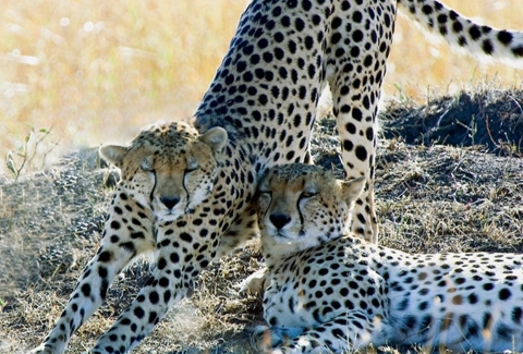 קניה לספארי בשמורות הטבע