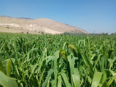 Setaria is both a C4 model plant and a crop (millet). Cultivated Setaria plants grow at North Israel use for animal feedstock.