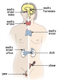 הטמפרמנט הפלגמטי – השאיפה להומאוסטזיס