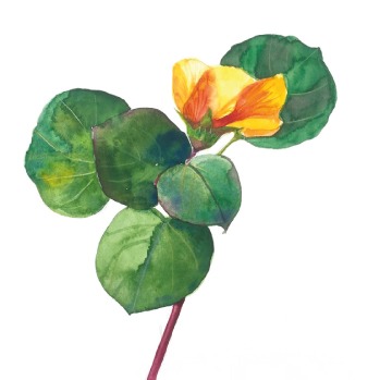 Biography Workshop with Orna Ben Dor